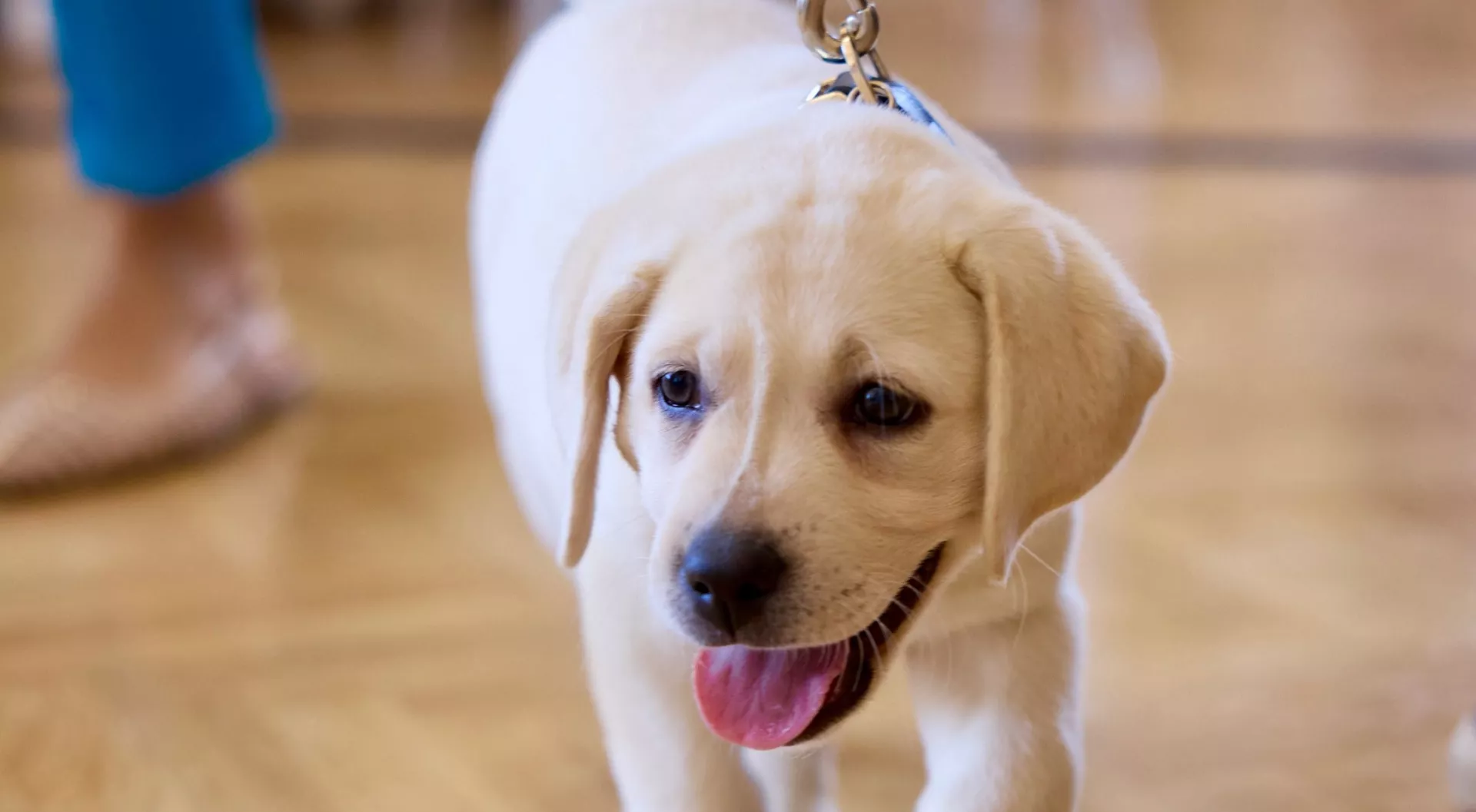 Η… Λάμδα εκπαιδεύεται για σκύλος -οδηγός