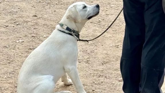 Η… Λάμδα εκπαιδεύεται για σκύλος -οδηγός 