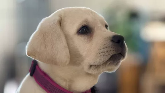 Η… Λάμδα εκπαιδεύεται για σκύλος -οδηγός 