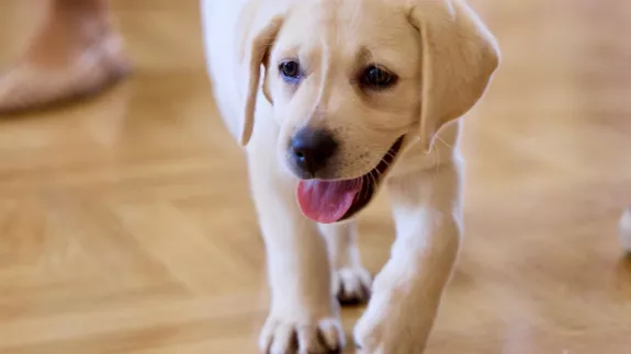 Η… Λάμδα εκπαιδεύεται για σκύλος -οδηγός 